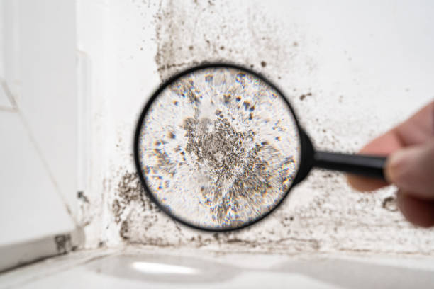 Best Air Quality Testing for Mold Spores  in Sonoma, CA